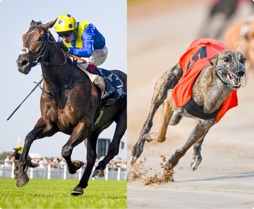 MyRacing Horse Racing Expertise